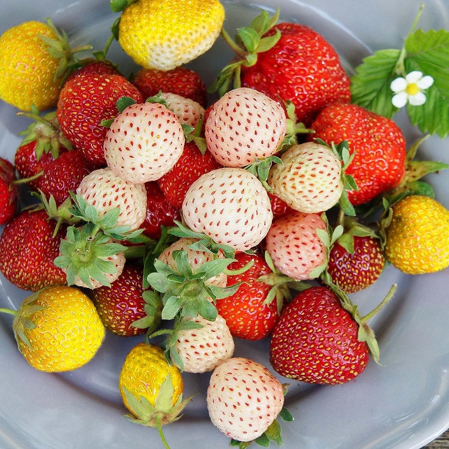 Strawberry Fragaria × ananassa Fruit Seeds for Planting