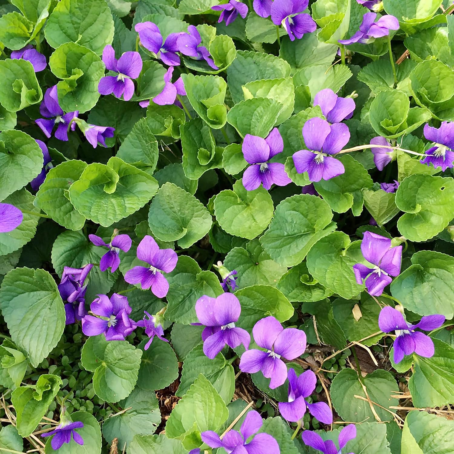Sweet Violet Seeds Viola Odorata Perennial Fragrant Cut Flowers Deer & Rabbit Resistant Ground