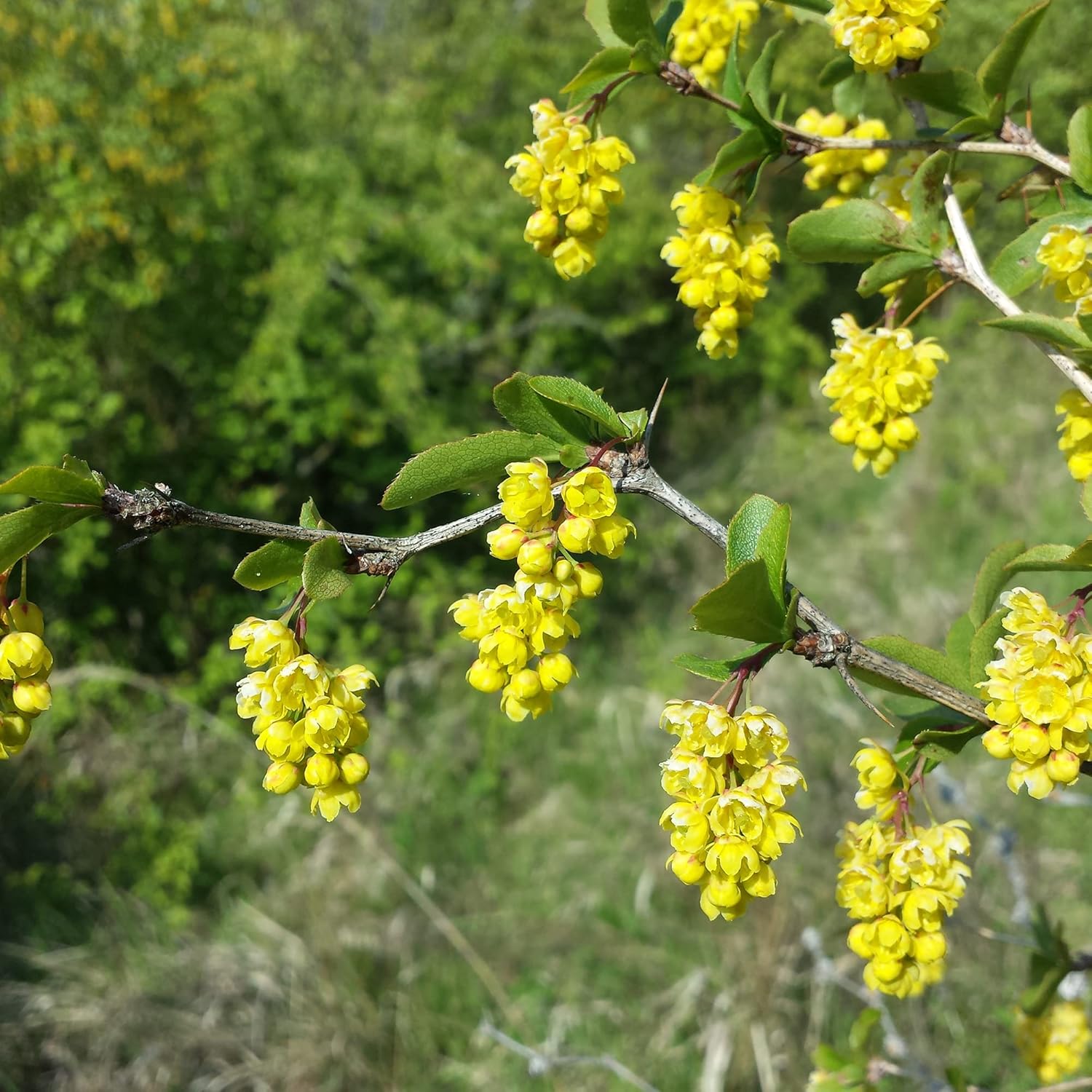 Berberis Aristata Seeds Indian Barberry Tree Turmeric Attract Pollinators Gardens Beds Borders