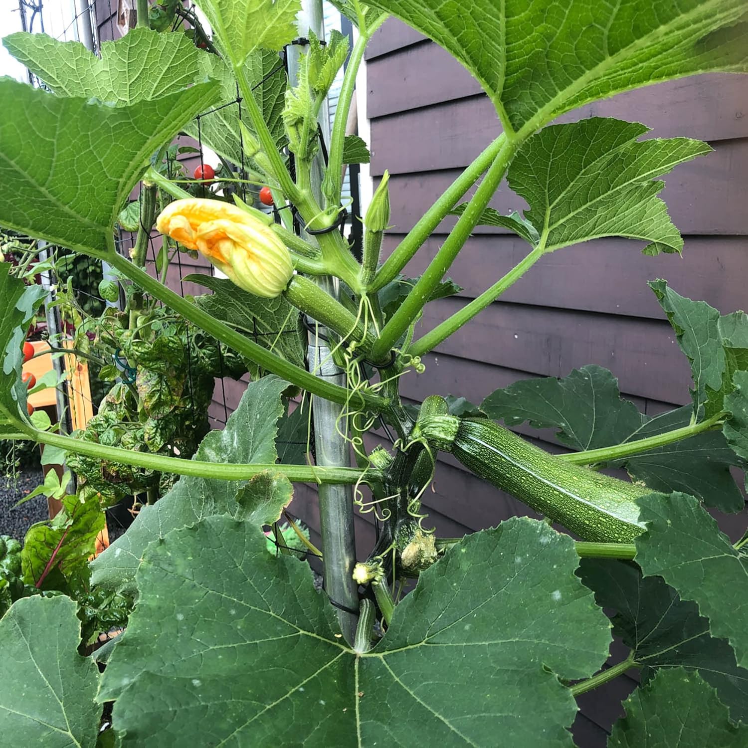 Climbing Zucchini Seeds Courgette Long Cylindrical Fruit Used In Soups Stews And Pasta Dishes