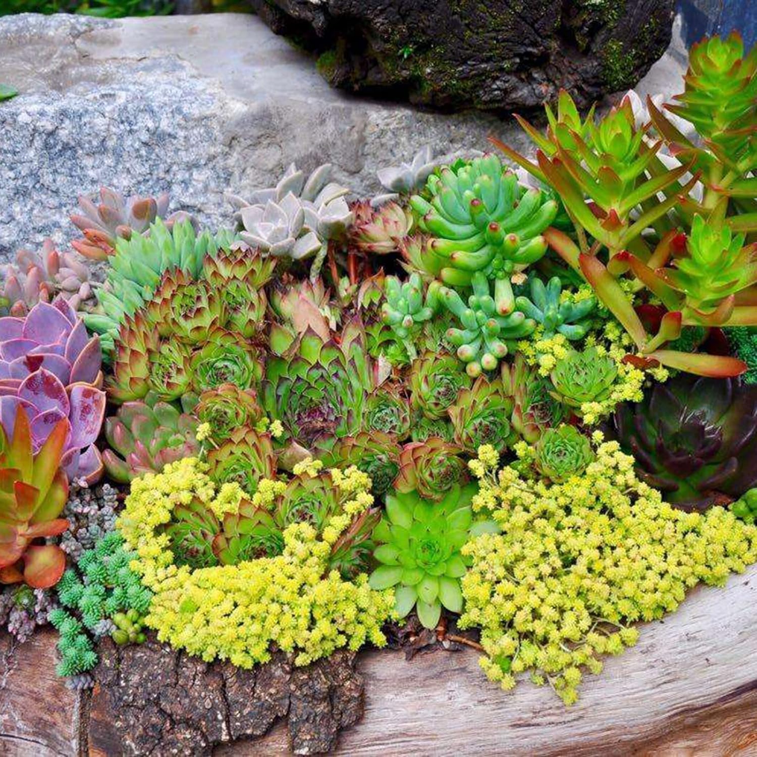 Mixed Sedum Seeds Perennial Star-Shaped Flowers Easy To Care Rock Gardens Containers Ground Cover