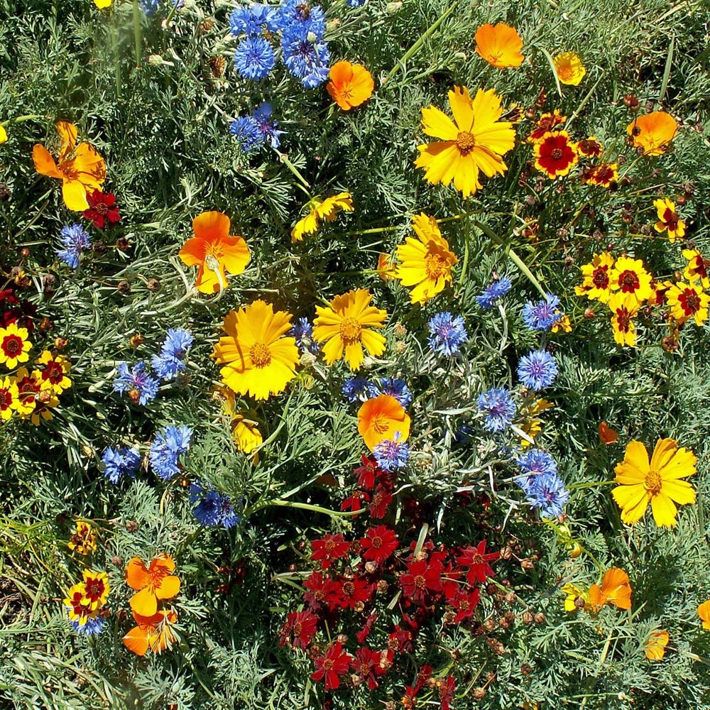 Florida & Gulf Coast Wildflower Seeds for Planting - Perfect for Flower Bed & Home Garden