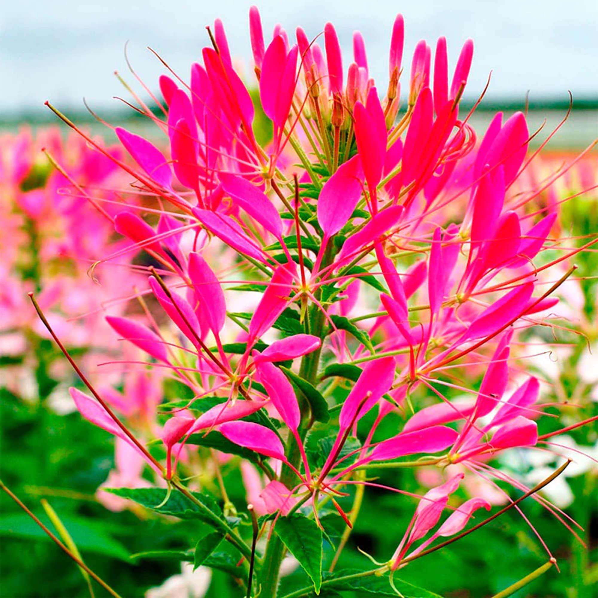 Spider Flower Seeds for Planting Cleome spinosa for flower beds and cottage gardens