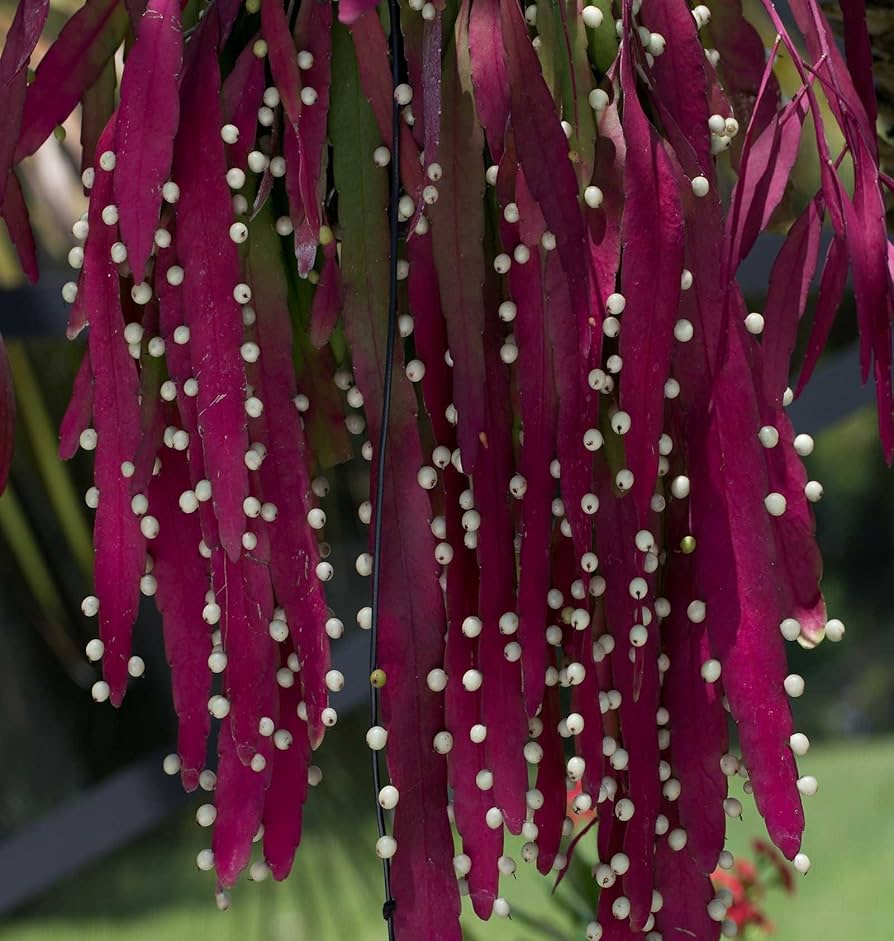 Red Mistletoe Cactus Seeds  Easy to Grow Exotic Plant for Indoor & Outdoor