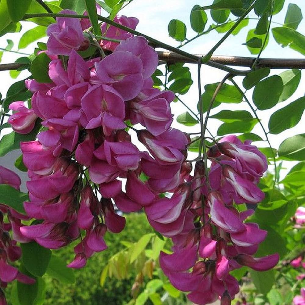 Pink Locust Tree Seeds for Easy Planting