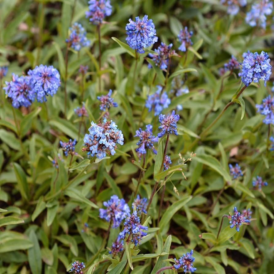 Polemonium Jacob’s Ladder Polemonium reptans Seeds for Planting - Ideal for Flower Bed & Shade Garden