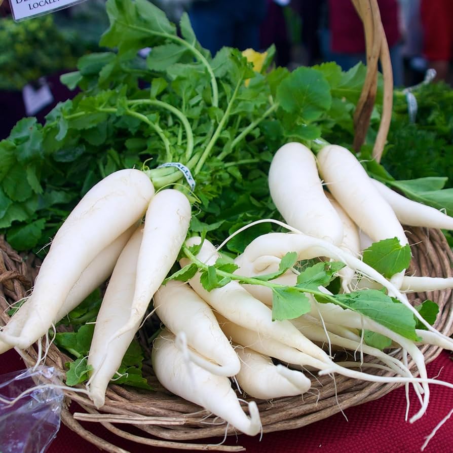 Japanese Minowase Daikon Radish Seeds for Planting Organic Garden