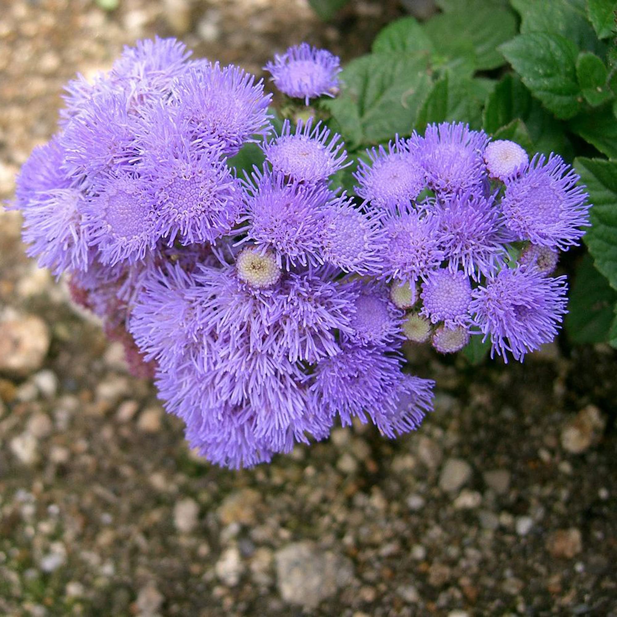 Mistflower Conoclinium coelestinum Native Wildflower Seeds for Planting in Garden and Wildflower Patch