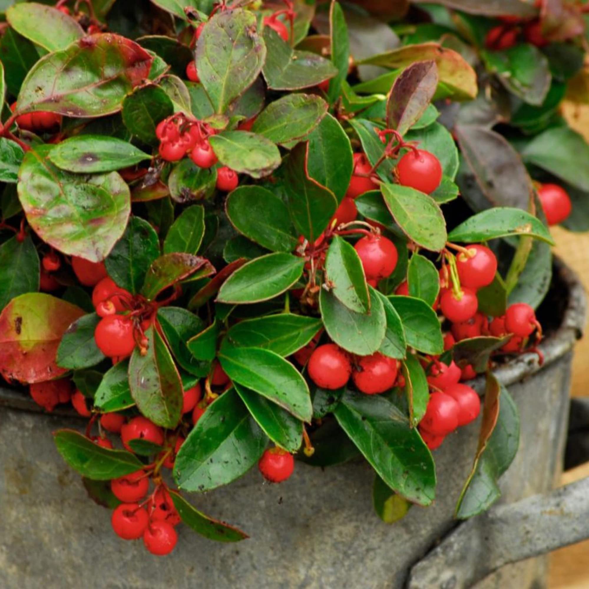 Wintergreen Flower Gaultheria procumbens seeds for planting, small dark seeds from Evergrowseeds, suitable for garden cultivation.