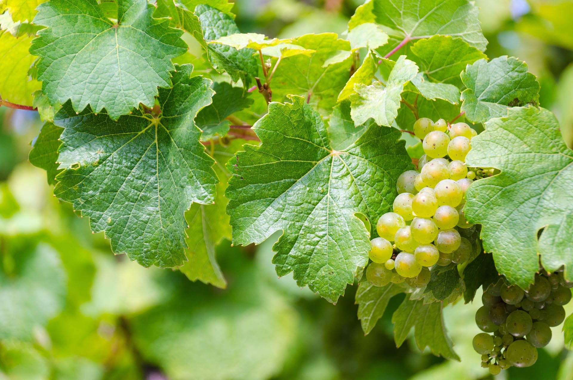 Merlot Grape Seeds for Planting Vitis vinifera for vineyard and backyard gardens