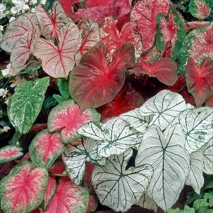 Caladium Caladium bicolor Flower Seeds for Planting in Flower Bed & Garden