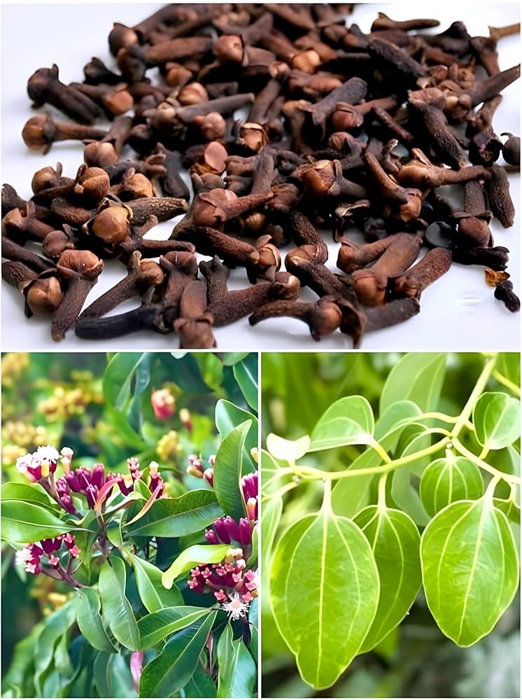 Clove Syzygium Aromaticum Seeds for Planting - Great for Herb Garden & Home Garden