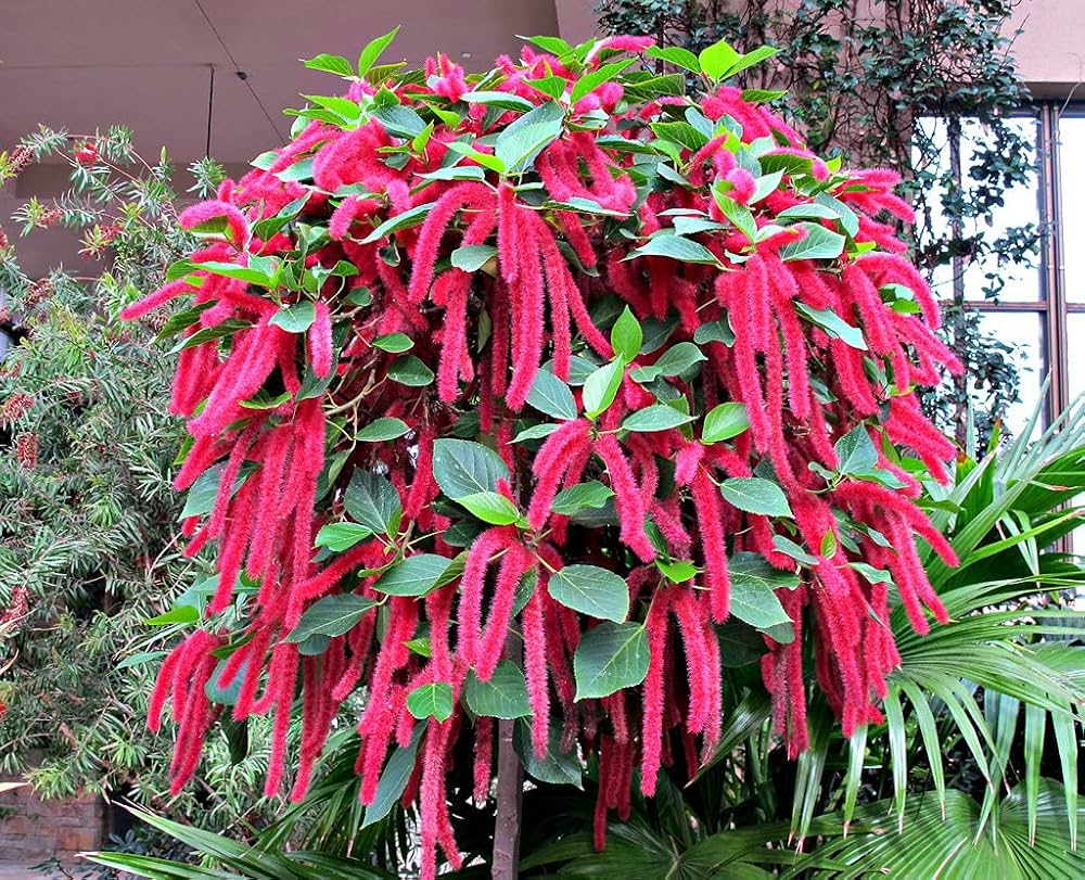 Pink Acalypha Chenille Flower seeds for Planting - Pollinator Friendly, Heirloom & GMO Free Seeds for Home Garden
 
 Sale seeds for planting in home garden