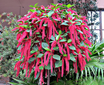 Pink Acalypha Chenille Flower seeds for Planting - Pollinator Friendly, Heirloom & GMO Free Seeds for Home Garden
 
 Sale seeds for planting in home garden