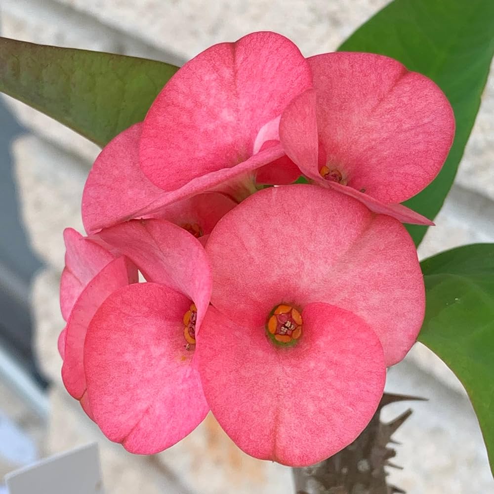 Euphorbia Milii Hybrid Euphorbia milii for planting in tropical garden