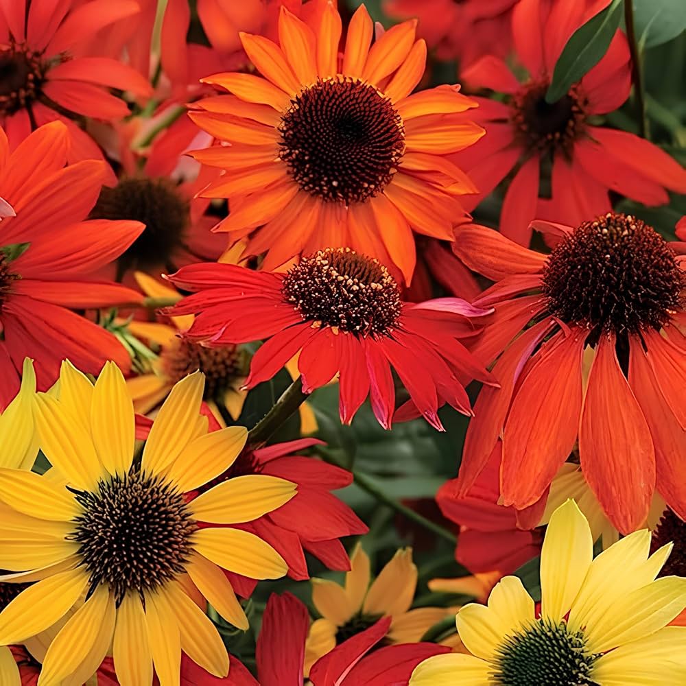Glowing Dream Coneflower Seeds for Planting Echinacea purpurea for flower beds and herb gardens