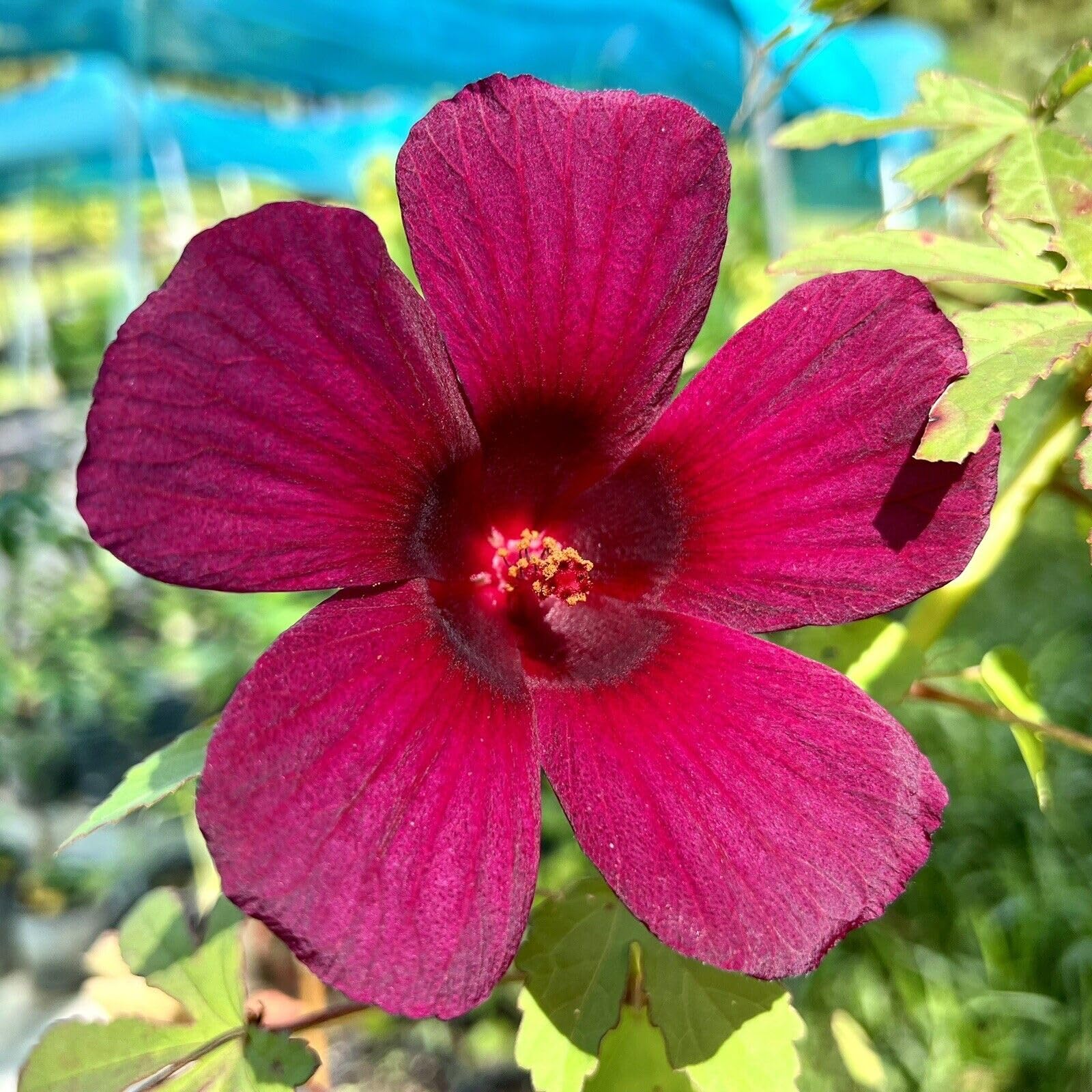 Maroon Hibiscus Flower seeds for Planting - Wildflower Mix, Heirloom & GMO Free Seeds for Home Garden