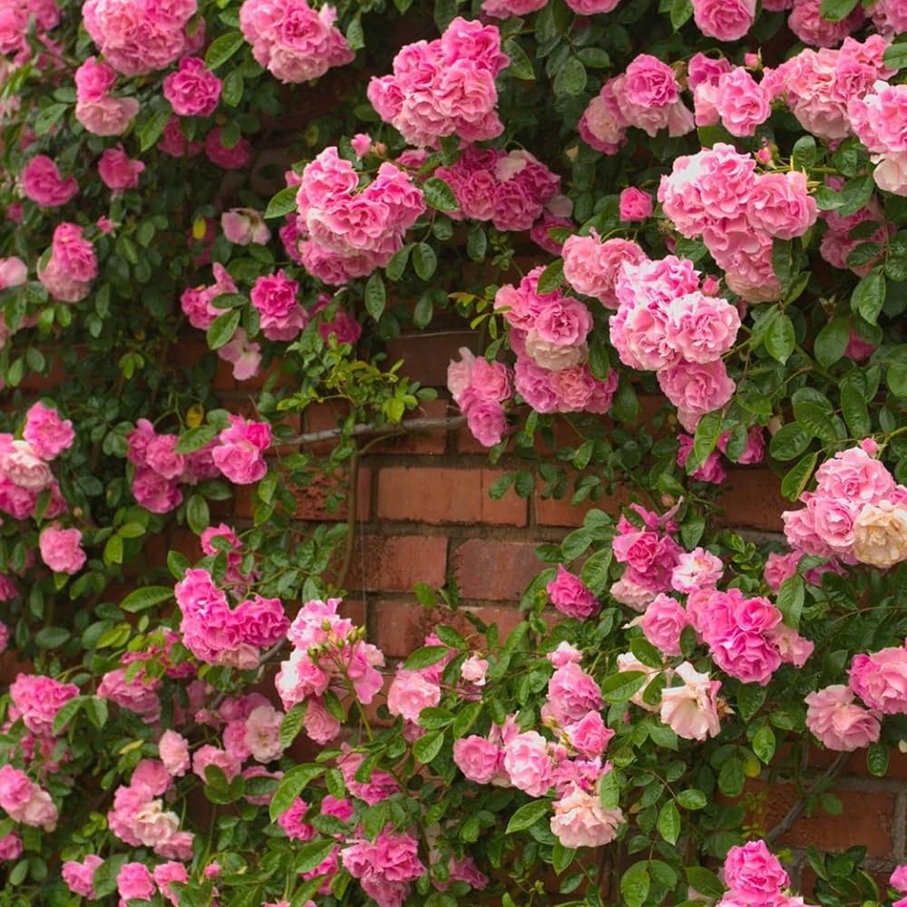 Rose Pink Climbing Perennial Rose Seeds for Planting Vibrant Colors Heirloom & GMO Free Seeds for Home Garden
 
 Sale