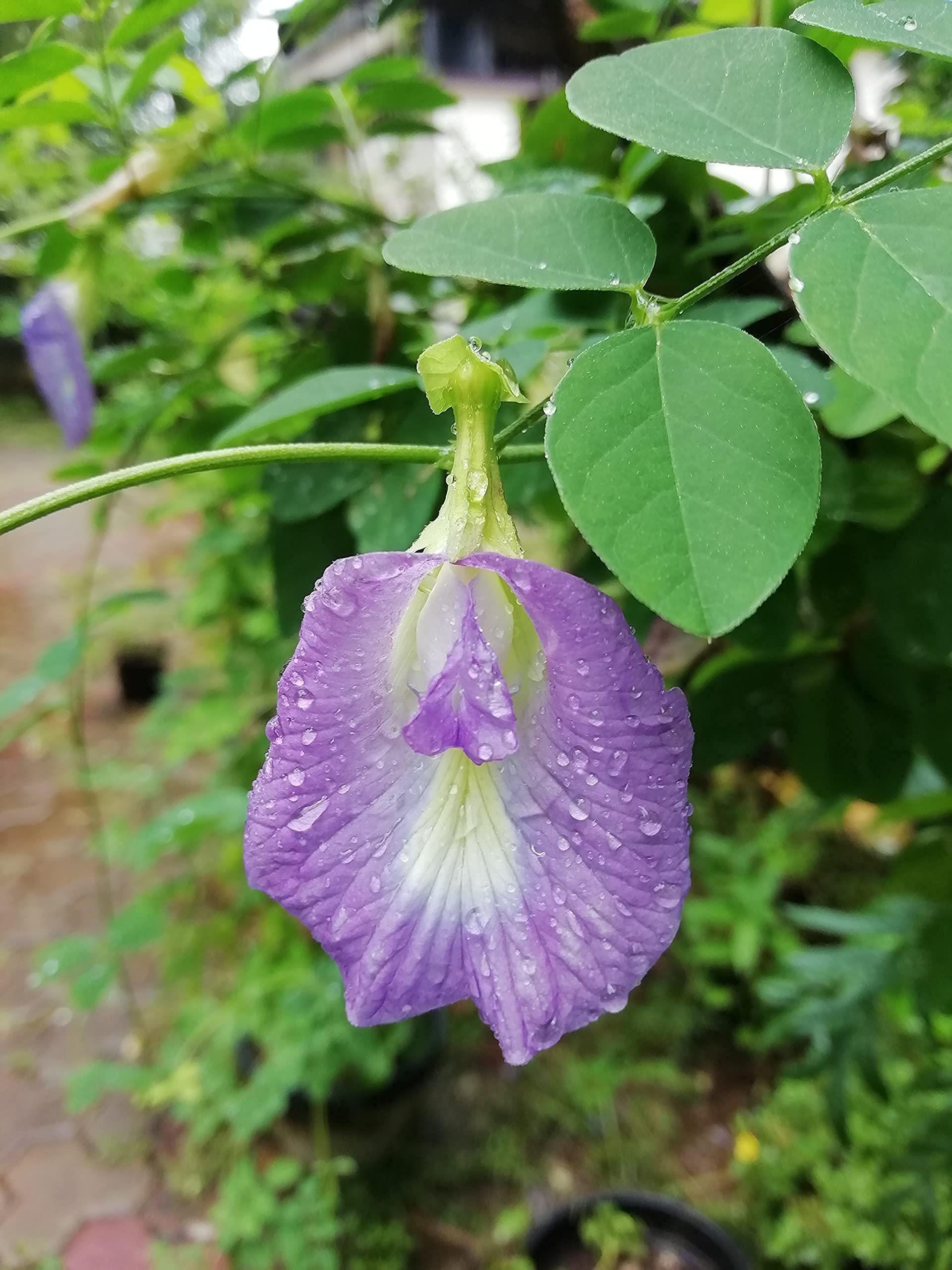 Lavender Campanula Punctata Seeds – Heirloom Bellflower Perennial Blooms