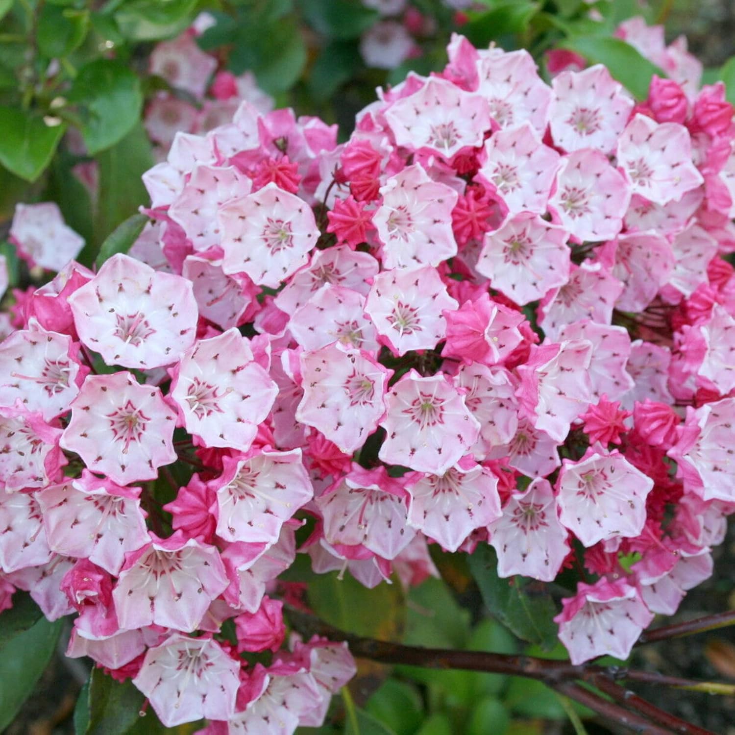Mountain Laurel Seeds Kalmia Latifolia Flowering Evergreen Shrub Showy And Intricate Flowers Glossy