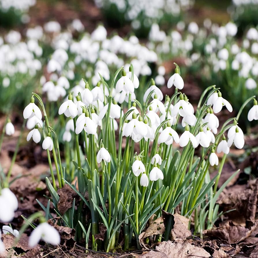 Snowdrop Galanthus nivalis Flower Seeds for Planting
