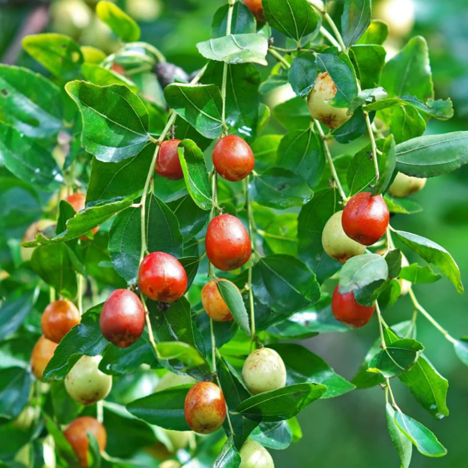 Shanlix Jujube Fruit Seeds for Planting  Seeds for Healthy and Sweet Fruit Growth