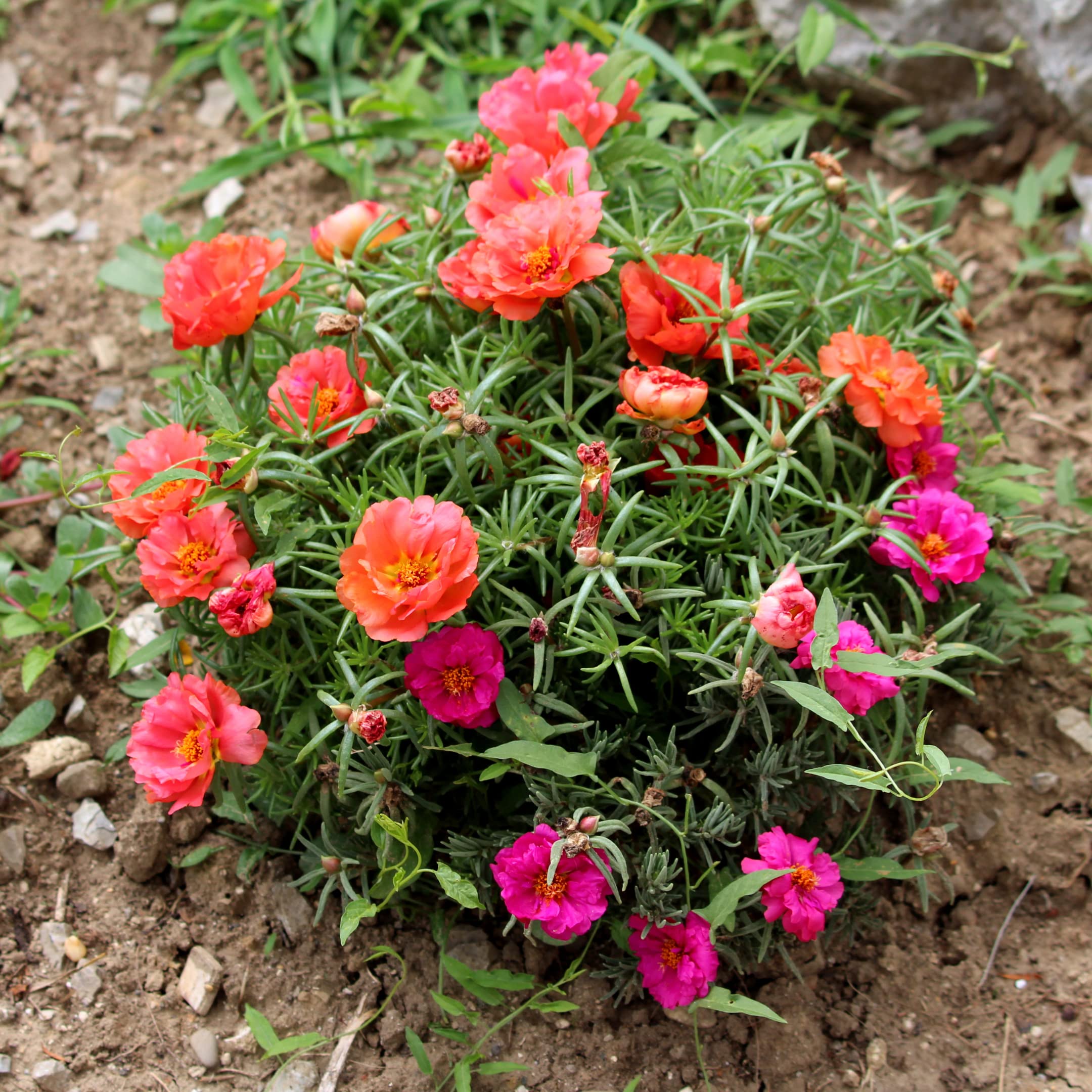 Mixed Portulaca Seeds – Easy Bonsai & Balcony Garden Flower