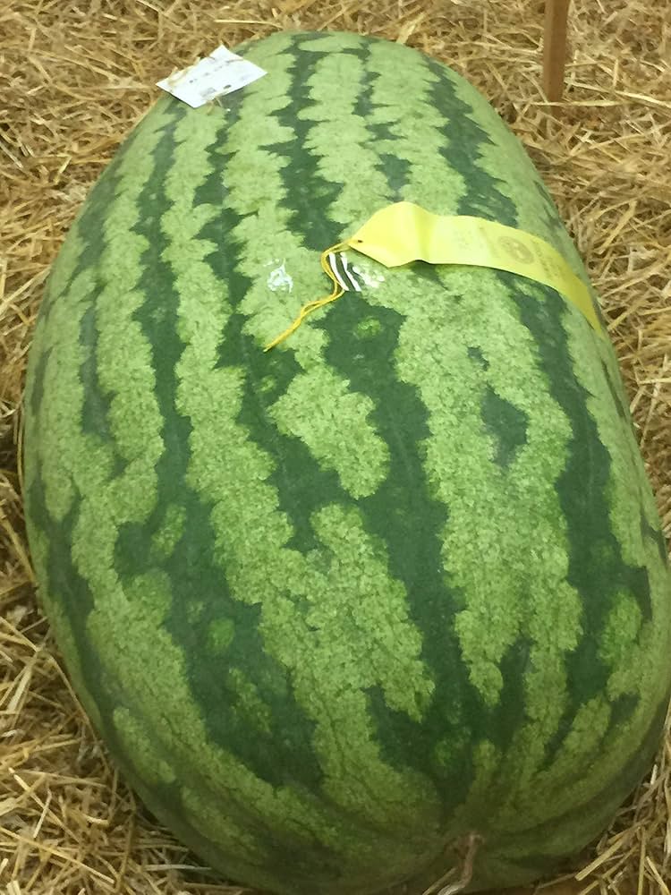 Carolina Cross Watermelon Seeds for Planting Citrullus lanatus for large plots and vegetable gardens