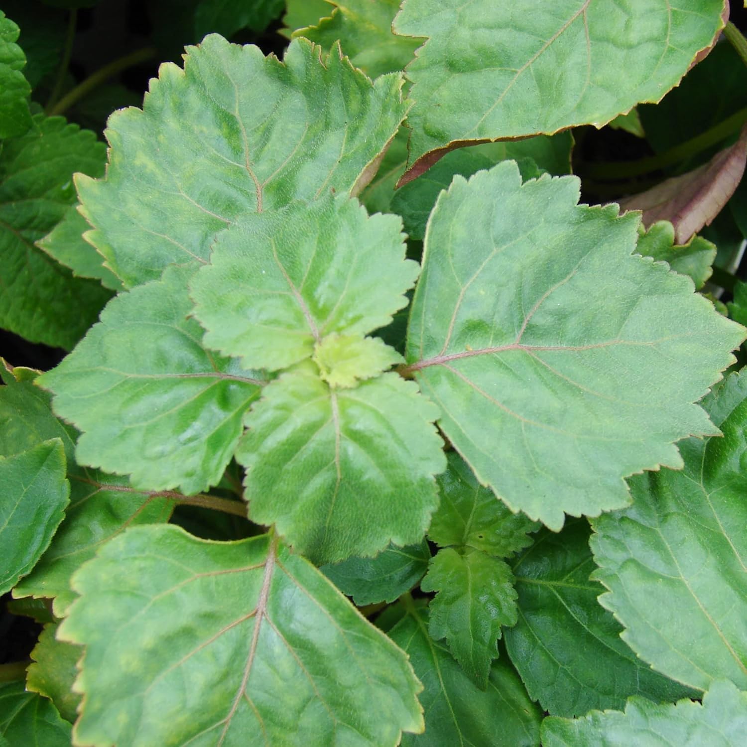 Pogostemon Cablin Seeds Patchouli Fragrant Perennial Herbaceous Plant Distinctive Aroma Intense And