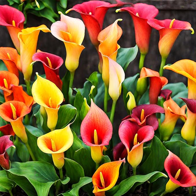 Lily Lilium spp Flower Seeds for Planting in Flower Bed