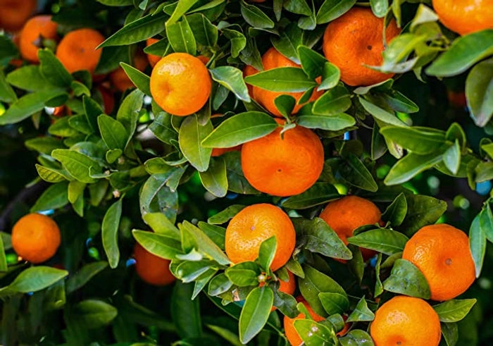 Orange Sylvaticus Fruit Planting Seeds - Grow Delicious Fruits in Your Garden