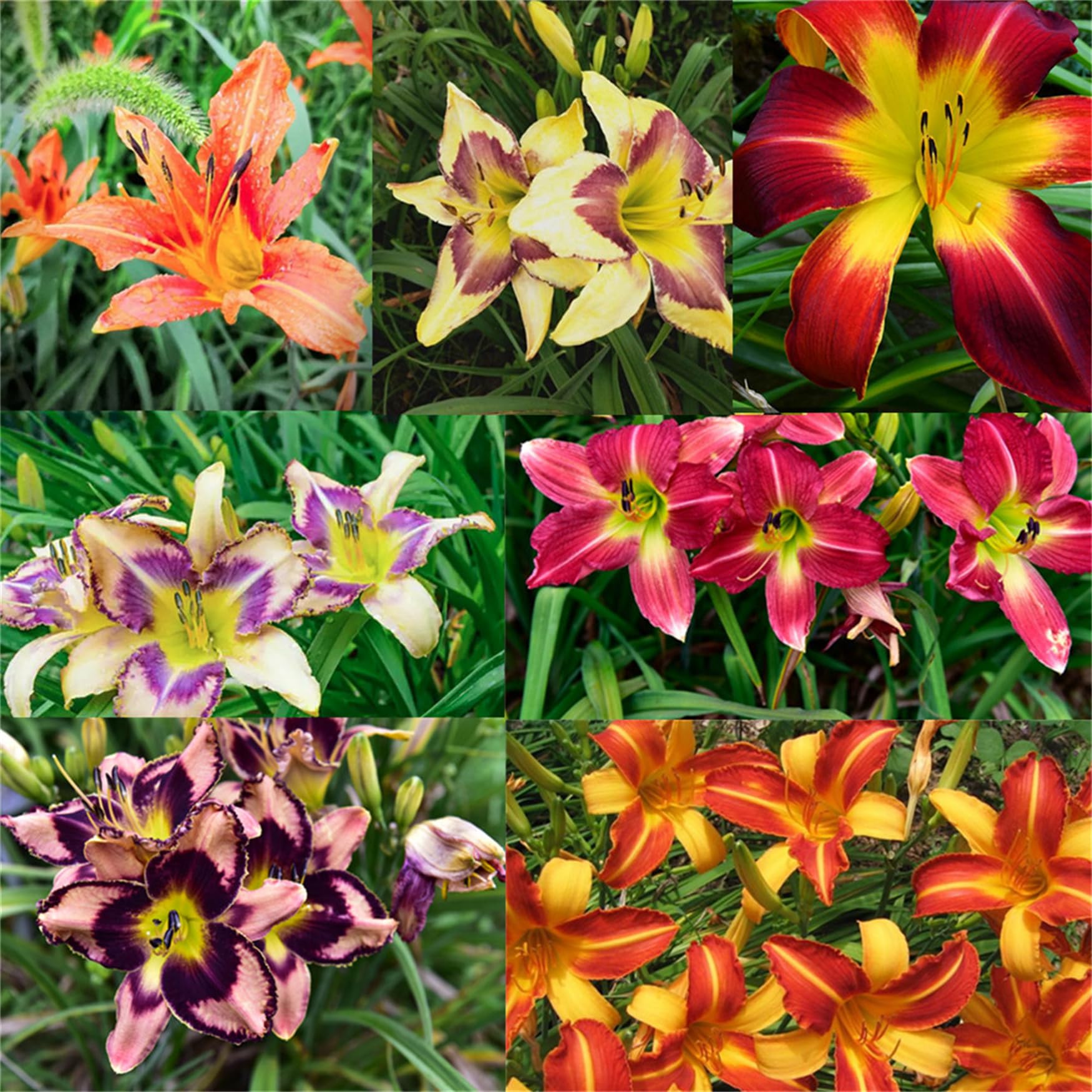 Hemerocallis Citrina Baroni Daylily Seeds for Planting in Flower Bed