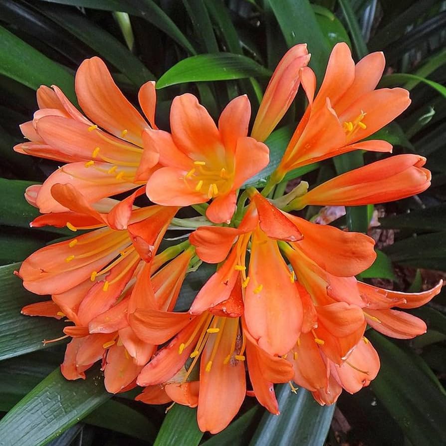 Clivia Seeds for Planting Clivia Miniata indoor garden shady flower bed
