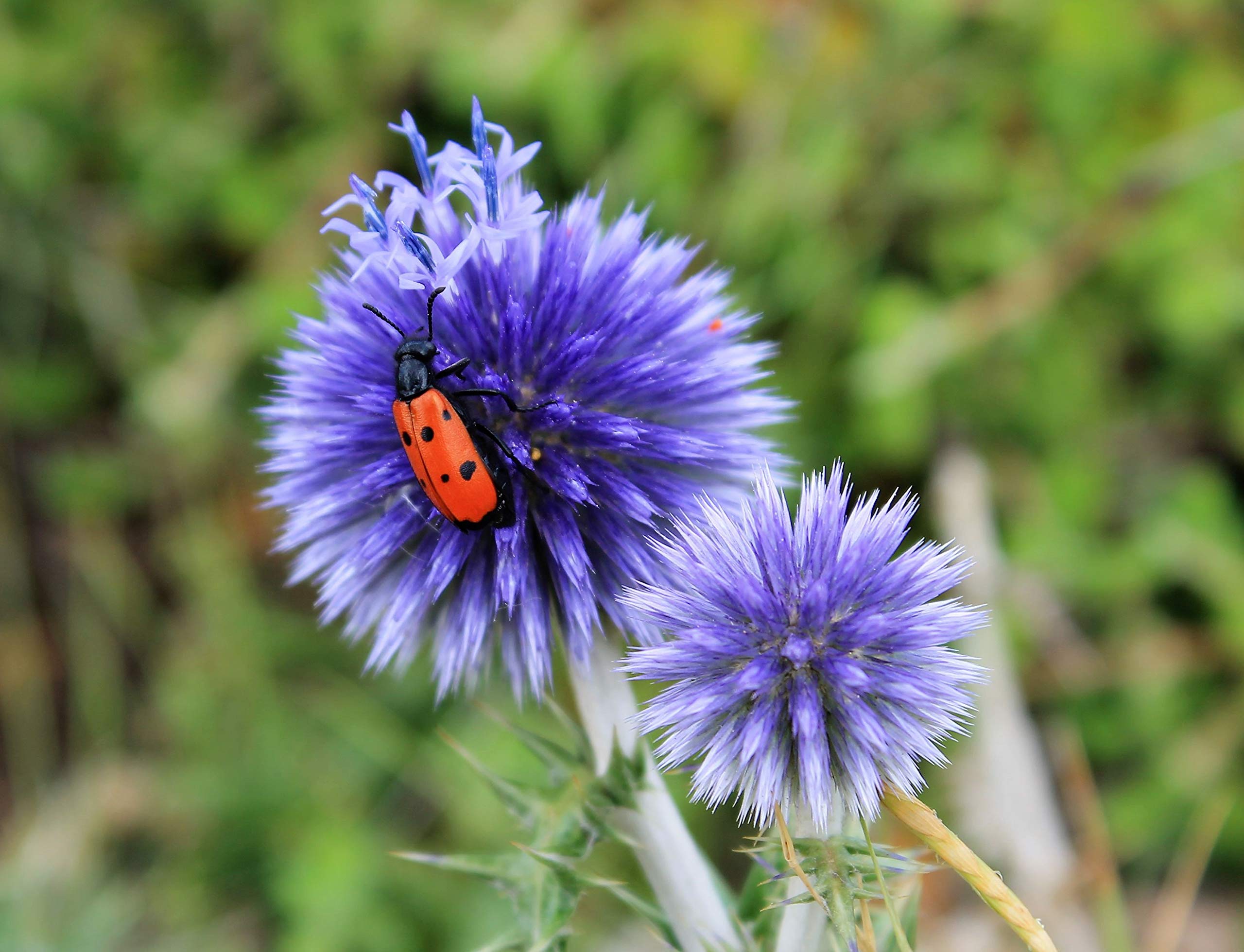 Blue Globe Thistle Echinops bannaticus Seeds for Planting - Ideal for Flower Bed & Wildflower Garden