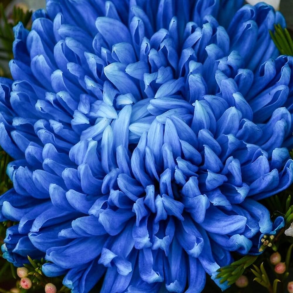 Purple Blue Chrysanthemum Flower seeds for Planting - Compact Growth, Heirloom & GMO Free Seeds for Home Garden