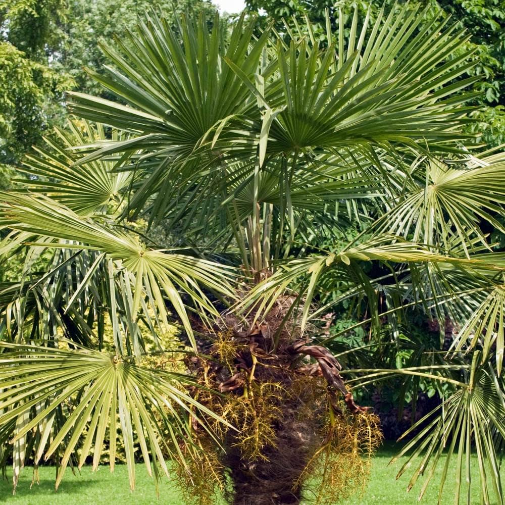 Cabbage Palm Seeds for Planting Sabal palmetto for tropical gardens and landscapes