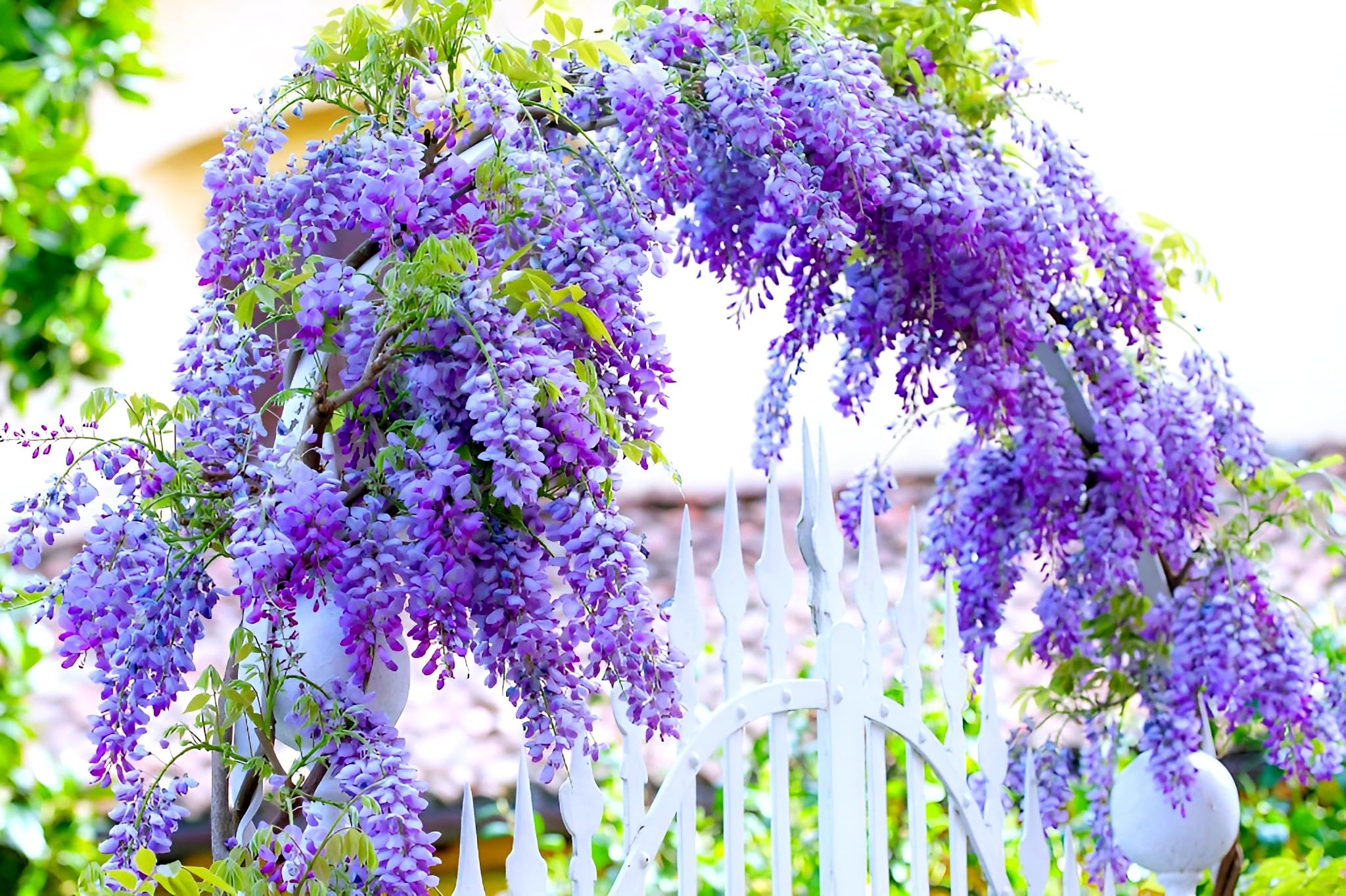 Beautiful Purple Wisteria Vine Seeds – Fragrant, Cascading Purple Flowers for Gardens and Arbors - Evergrowseeds