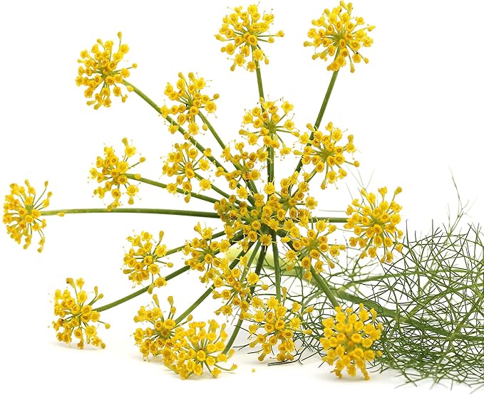 Fennel Seeds for Growing Aromatic Herb Plants