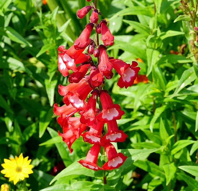 Penstemon Penstemon spp. Seeds for Planting in Flower Bed & Garden