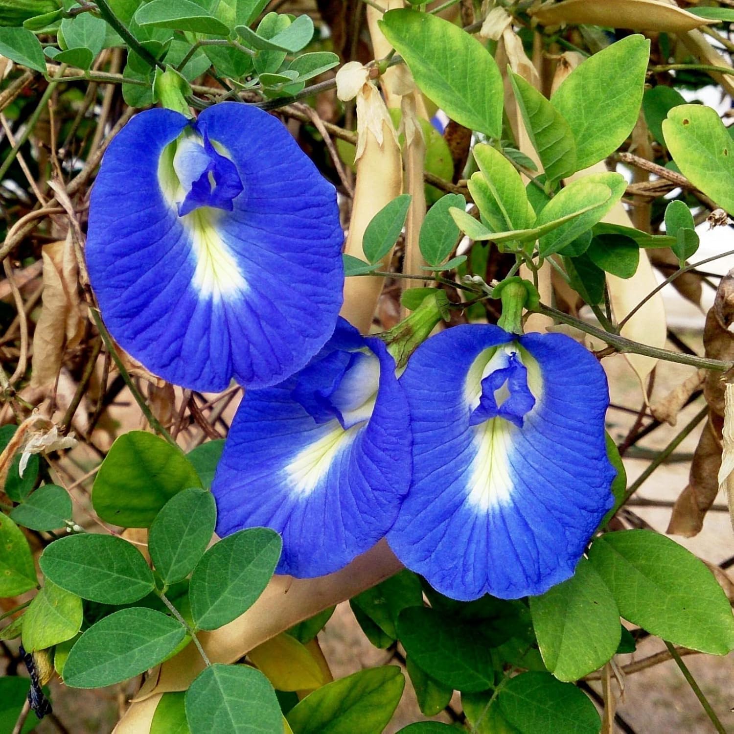 Butterfly Pea Seeds For Planting Outdoors Clitoria Ternatea - Non Gmo Heirloom Best Selling