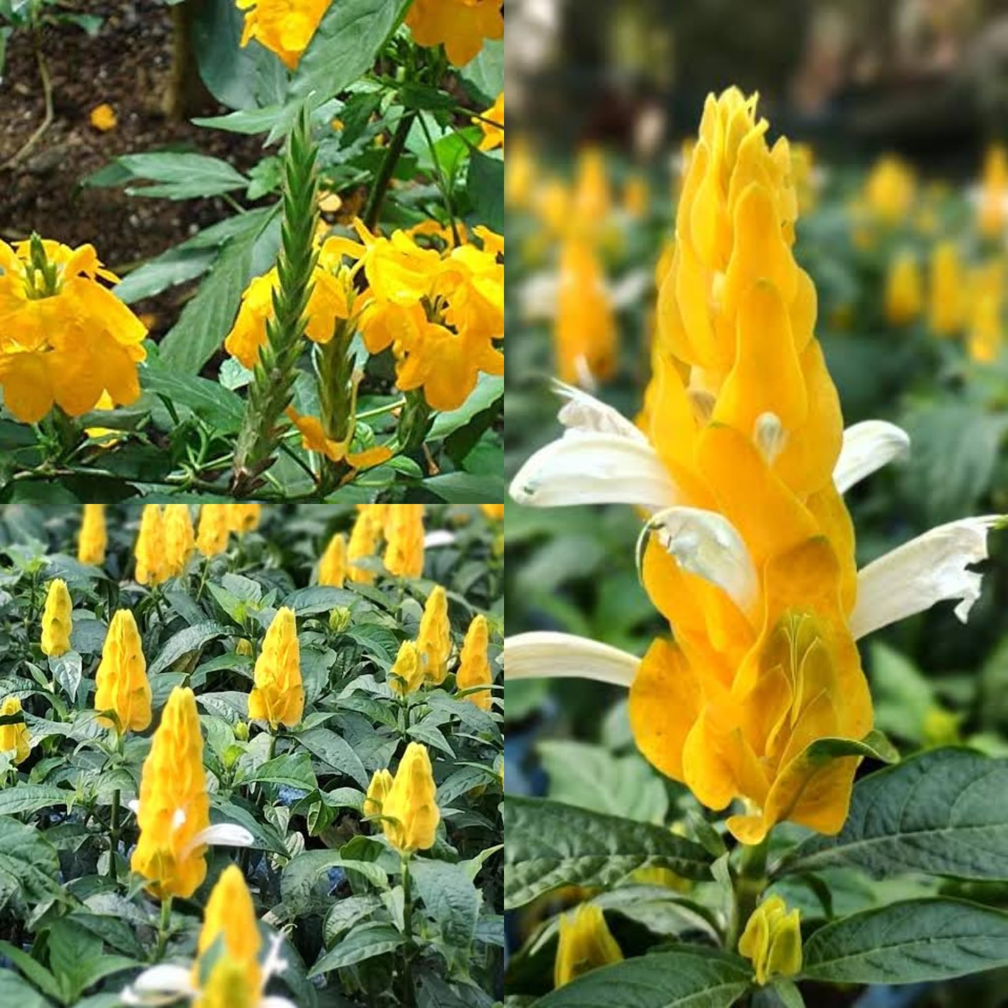 Yellow Crossandra Flower seeds for Planting - Garden Favorite, Heirloom & GMO Free Seeds for Home Garden