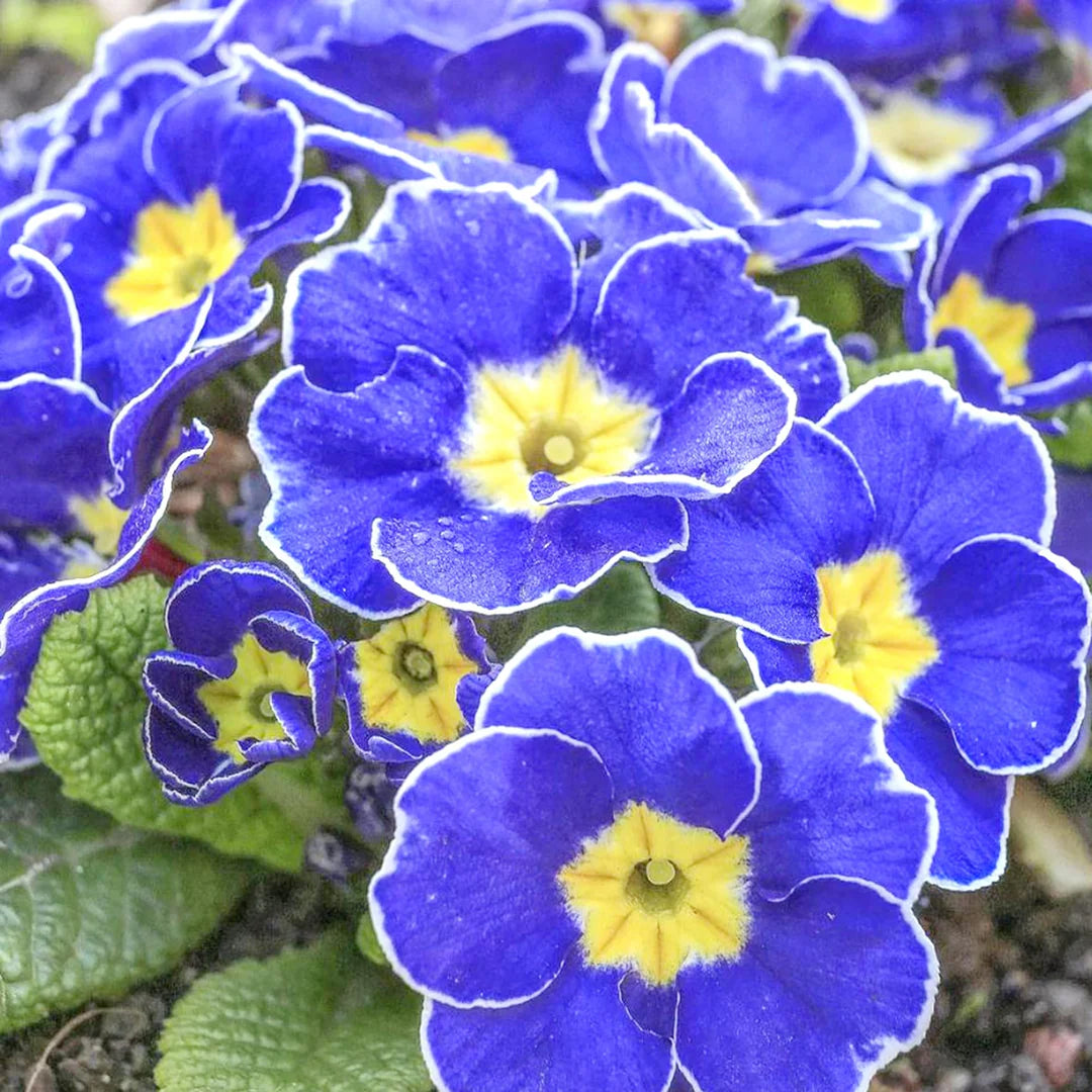 Blue Yellow Pansy Flower seeds for Planting - Seasonal Bloomer, Heirloom & GMO Free Seeds for Home Garden