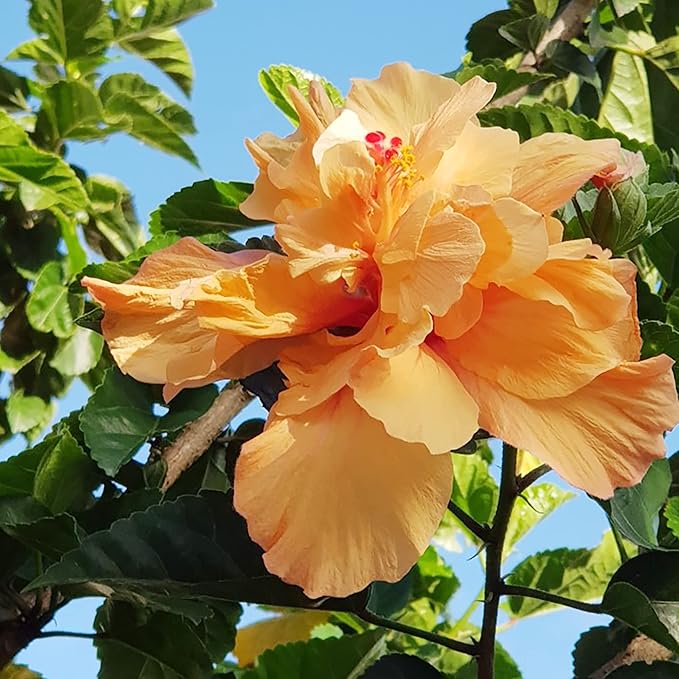 Orange Hibiscus Hibiscus rosa-sinensis Seeds for Planting in Flower Bed & Garden