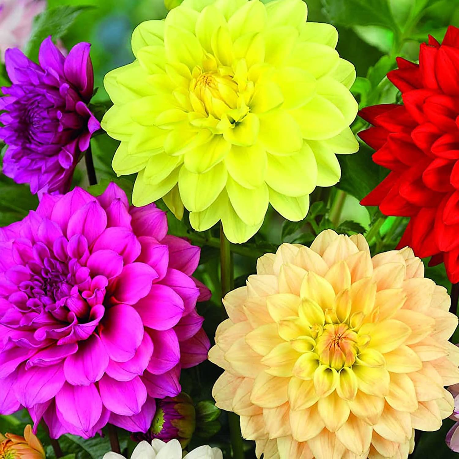 Dinnerplate Dahlia Seeds Cut Flowers Ornamental Attracts Pollinators Garden Patio Bed Outdoor