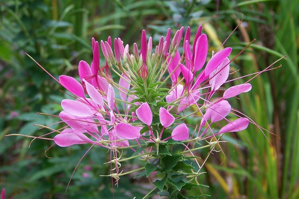 Pink Hatiora Rosea Planting Seeds - Beautiful Perennial Flower Seeds - Evergrowseeds