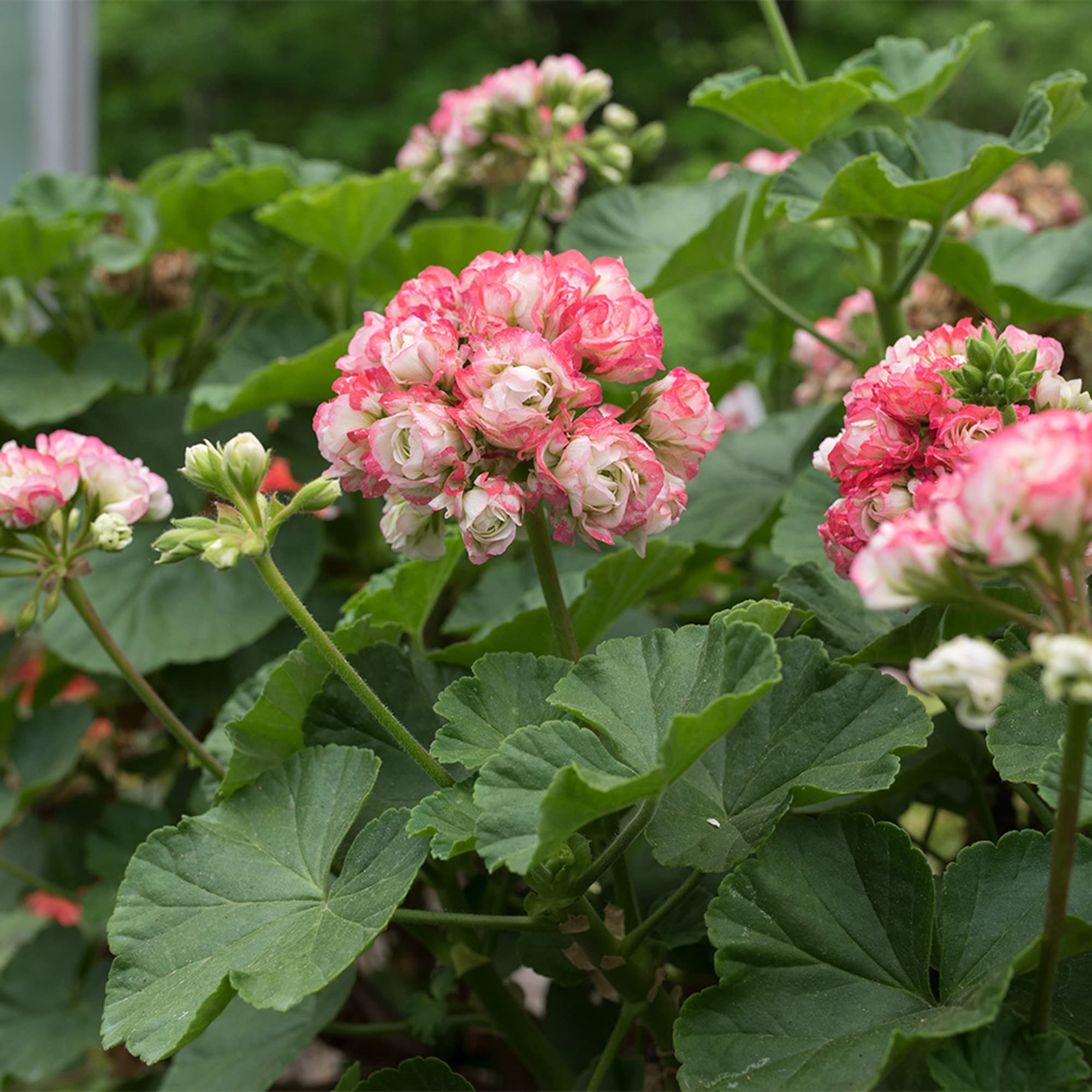 Apple Blossom Rosebud Geranium Seeds Pelargonium hortorum for Planting in Flower Pots and Balcony Garden