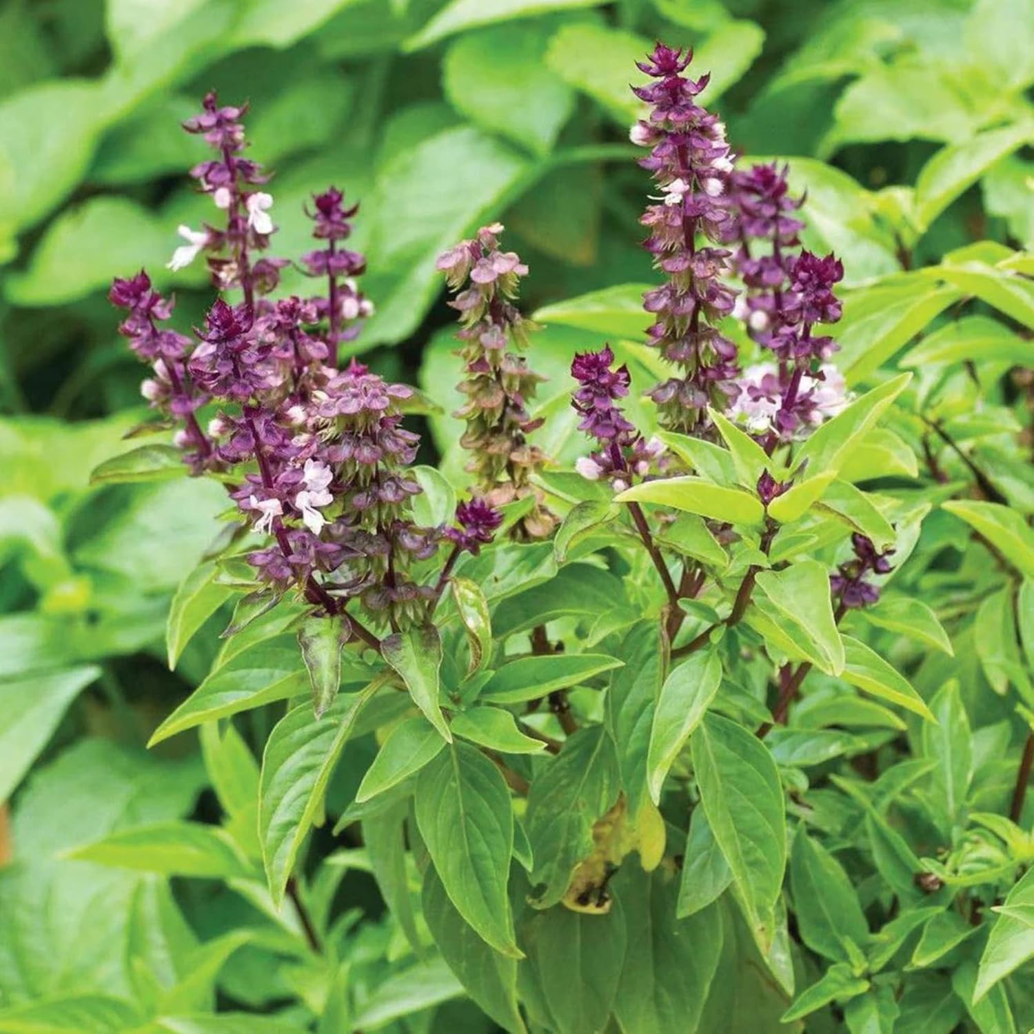 Blue Spice Basil Seeds African Strong Aroma For Cooking Ornamental Attract Pollinators Perennial