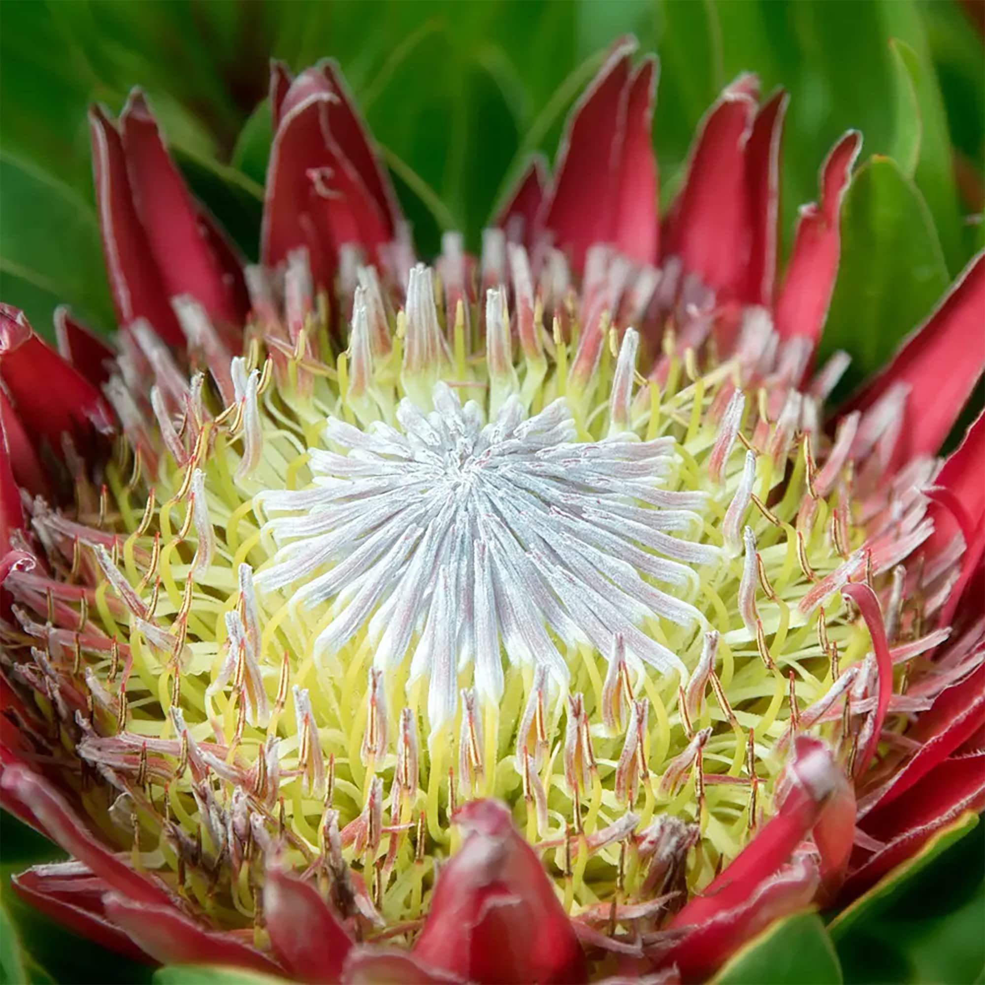 Protea Cynaroides Flower Seeds for planting in flower bed