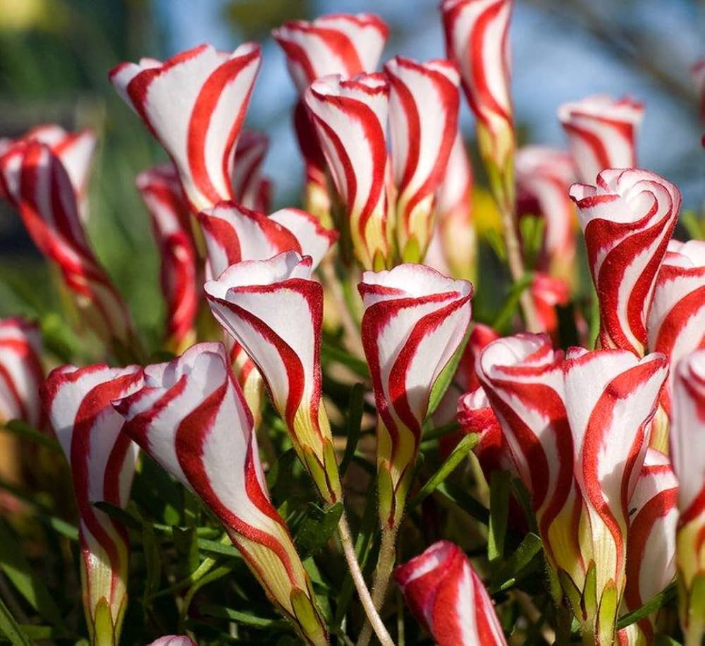 Oxalis Versicolor Seeds for Planting Oxalis versicolor for flower beds and container gardens