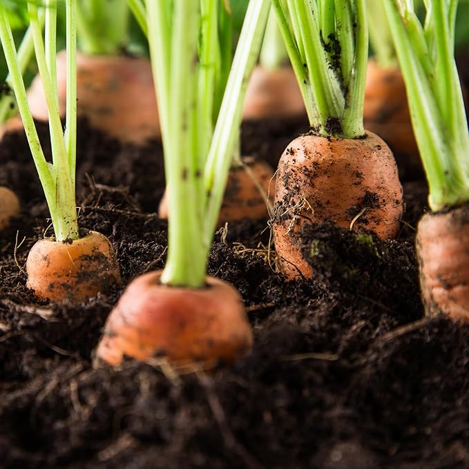 Nantes Scarlet Carrot Seeds for Sweet, Bright Orange Carrots